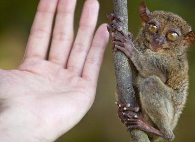 ÐбезÑÑна долгопÑÑ