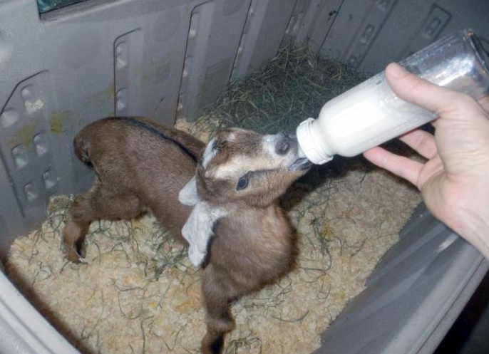 коÑмление козлÑÑ Ñ Ð¿ÐµÑвÑÑ
дней жизни опиÑание