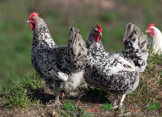 Пушкинские курочки пестрые фото Пушкинские курочки пестрые фото
