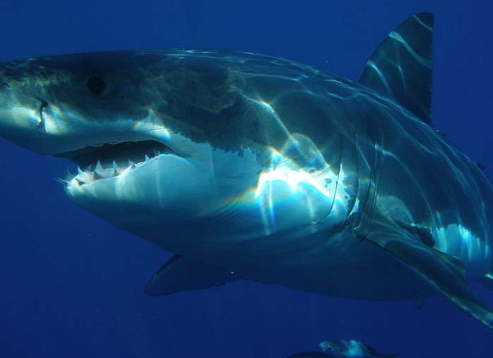Белая акула