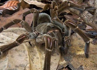 Топ-20 самых необычных животных, найденных за последние 20 лет