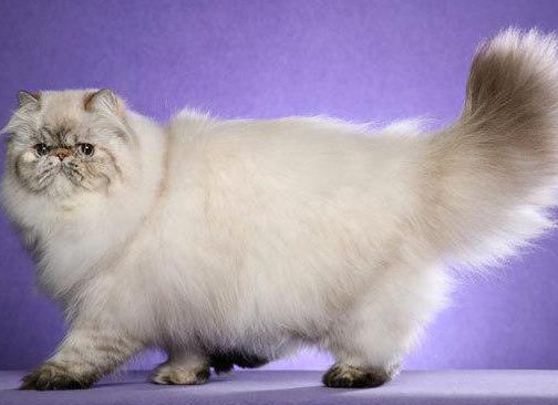 ÑÑ
од за пеÑÑидÑкой коÑкой