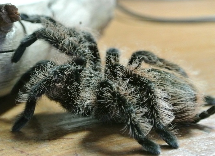 Brachypelma albopilosum