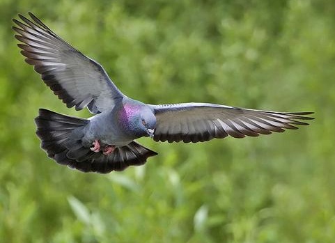 домашний голубь Источник фото: iraq-zoo.com