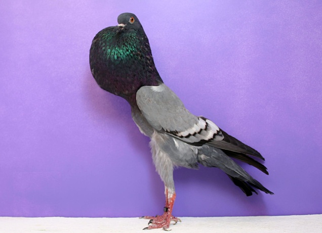 домашний голубь Источник фото: pic2fly.com