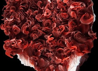 домашний голубь Автор фото: Tobias Kresse