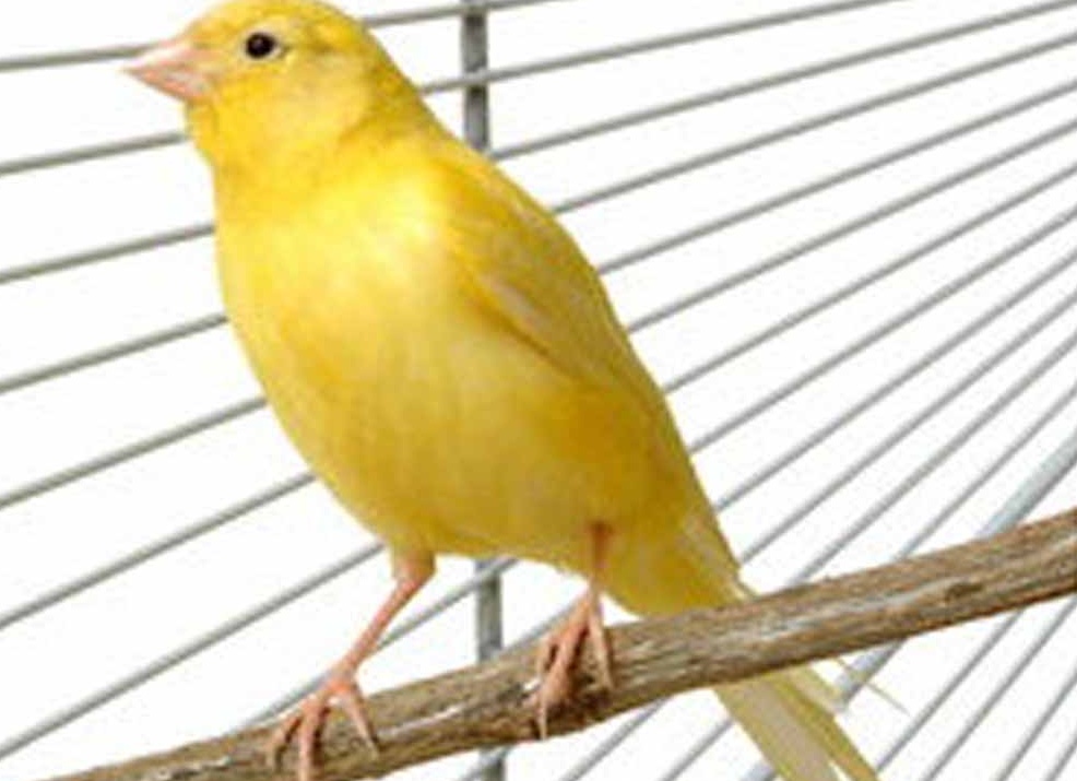 канарейка фото