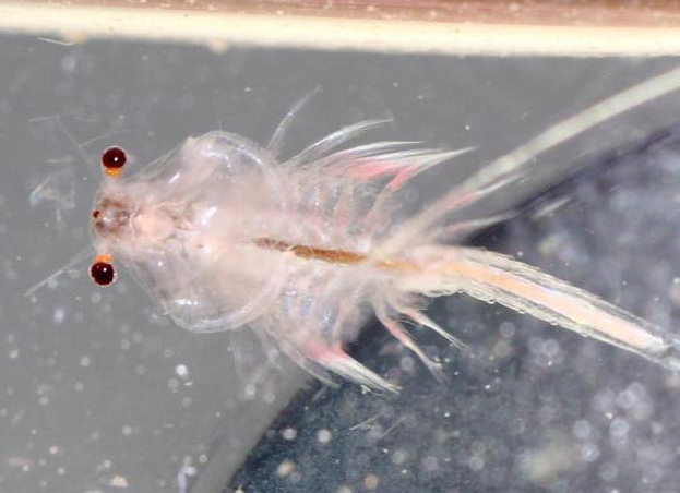 артемия корм для рыб