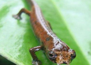 Топ-20 самых необычных животных, найденных за последние 20 лет