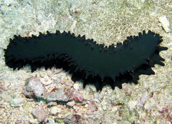 иглокожие живоÑнÑе пÑимеÑÑ