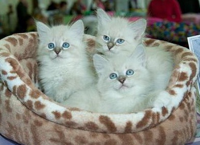 &amp;ETH;&amp;frac12;&amp;ETH;&amp;micro;&amp;ETH;&amp;sup2;&amp;Ntilde;&amp;ETH;&amp;ordm;&amp;ETH;&amp;deg;&amp;Ntilde; &amp;ETH;&amp;frac14;&amp;ETH;&amp;deg;&amp;Ntilde;&amp;ETH;&amp;ordm;&amp;ETH;&amp;deg;&amp;Ntilde;&amp;ETH;&amp;deg;&amp;ETH;&amp;acute;&amp;ETH;&amp;frac12;&amp;ETH;&amp;deg;&amp;Ntilde; &amp;ETH;&amp;ordm;&amp;ETH;&amp;frac34;&amp;Ntilde;&amp;ETH;&amp;ordm;&amp;ETH;&amp;deg; &amp;ETH;&amp;frac34;&amp;ETH;&amp;iquest;&amp;ETH;&amp;cedil;&amp;Ntilde;&amp;ETH;&amp;deg;&amp;ETH;&amp;frac12;&amp;ETH;&amp;cedil;&amp;ETH;&amp;micro;