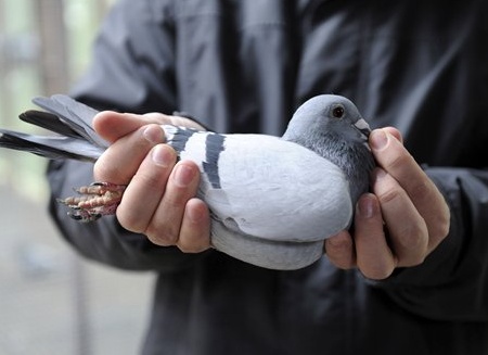домашний голубь Автор фото: Geert Vanden Wijngaert