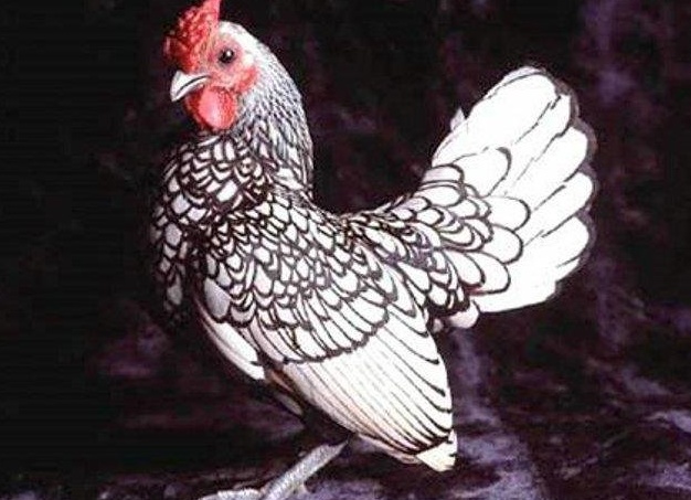 Домашняя птица - курица