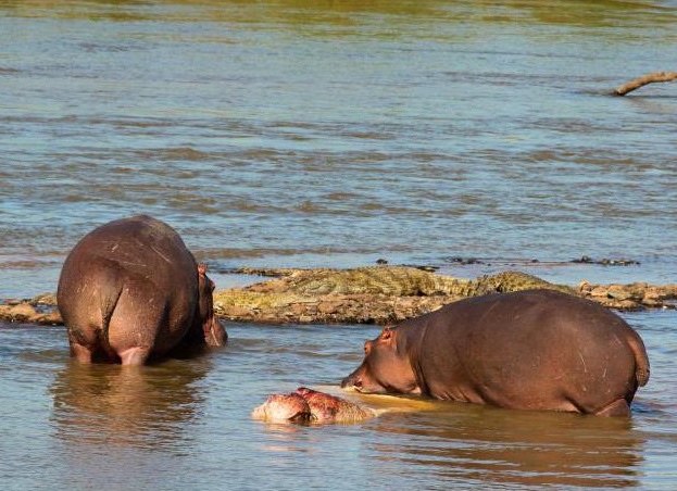 Ñамое ÑÑпое живоÑное в миÑе ÑоÑо Ñ Ð¾Ð¿Ð¸Ñанием