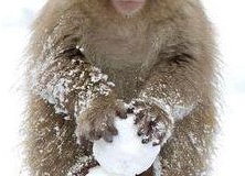 ÑпонÑÐºÐ°Ñ Ð¼Ð°ÐºÐ°ÐºÐ°