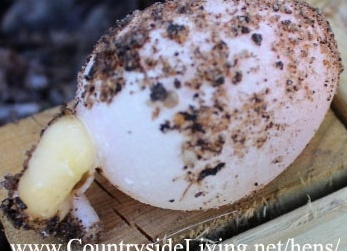 Яйцо с &amp;amp;#39;хвостиком&amp;amp;#39; в мембране без скорлупы. Проблемы яйценоскости куриц несушек