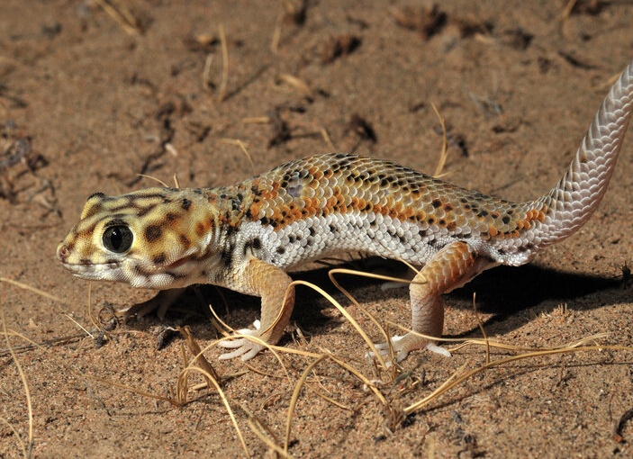 сцинковый геккон особенности содержания