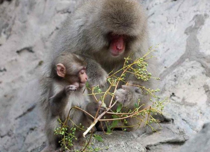 ÑпонÑкий макак ÑÐ½ÐµÐ¶Ð½Ð°Ñ Ð¾Ð±ÐµÐ·ÑÑна
