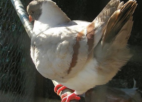 домашний голубь Автор фото: Jennifer Graevell