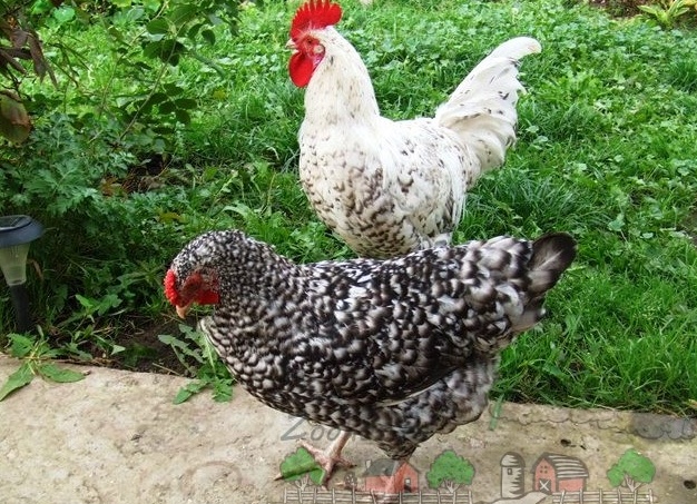 Петух и курица Пушкинская фото Петух и курица Пушкинская фото