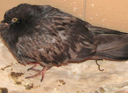 Трихомоноз у голубей может появляться из-за неправильных условий содержания