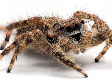 ÑедÑайÑие живоÑнÑе миÑа