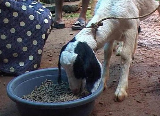 коÑмление новоÑожденнÑÑ
козлÑÑ