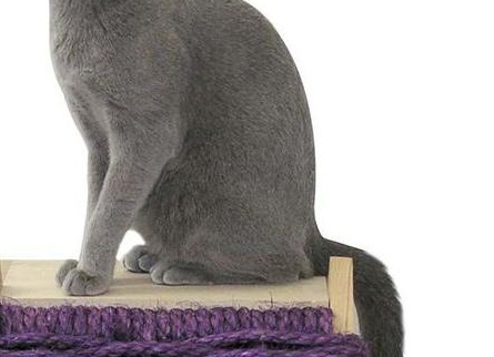 РÑÑÑÐºÐ°Ñ Ð³Ð¾Ð»ÑÐ±Ð°Ñ ÐºÐ¾Ñка поÑода