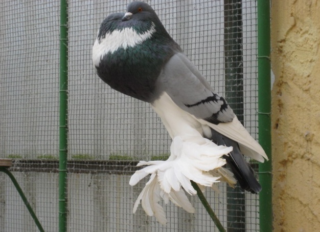 домашний голубь Источник фото: pommersche-kroepfer-koch.de