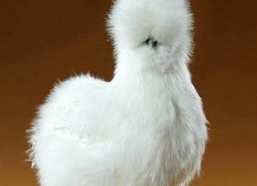 Домашняя птица - курица