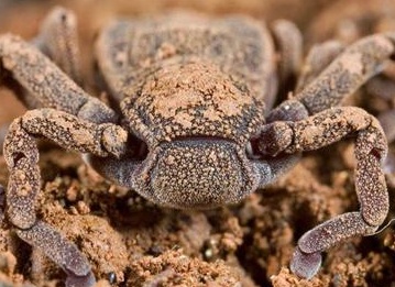 Топ-20 самых необычных животных, найденных за последние 20 лет