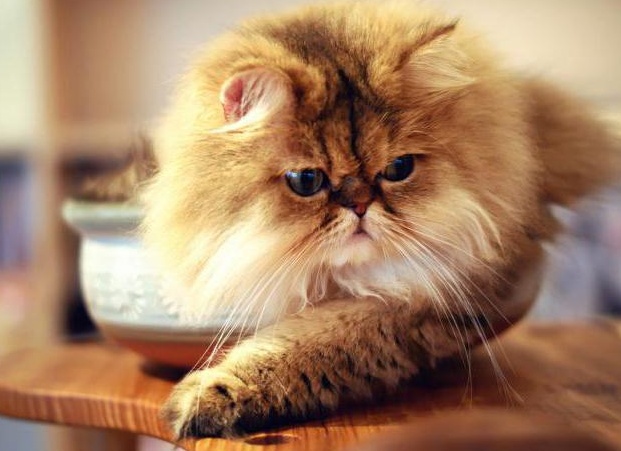 пеÑÑидÑÐºÐ°Ñ ÐºÐ¾Ñка опиÑание