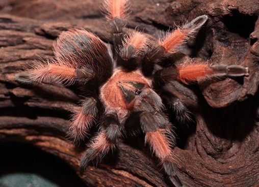 Птицеед Brachypelma