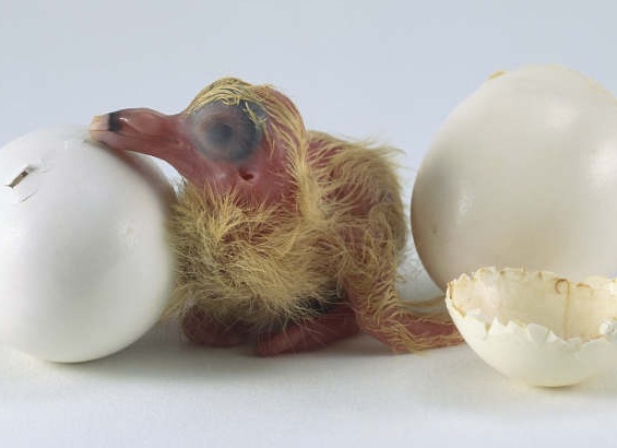 домашний голубь Источник фото: looduskalender.ee