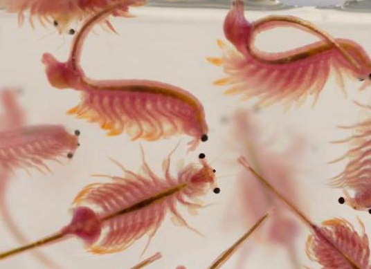 артемия для рыбок польза