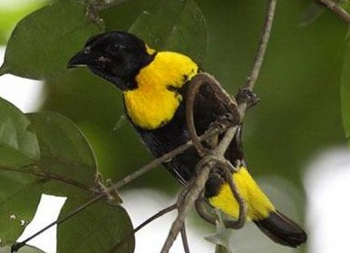 Топ-20 самых необычных животных, найденных за последние 20 лет