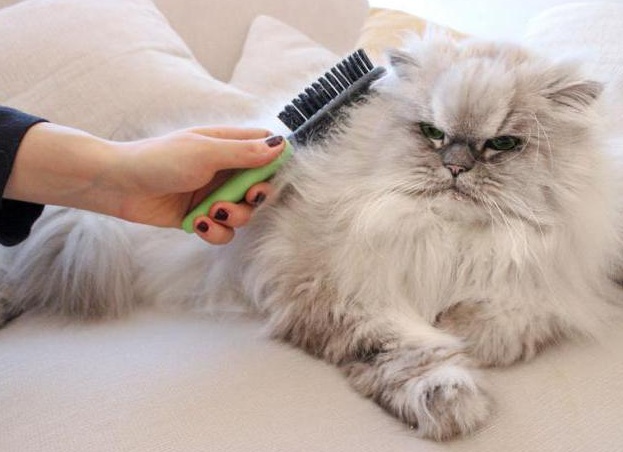 пеÑÑидÑкие коÑки опиÑание поÑÐ¾Ð´Ñ Ñ
аÑакÑеÑ