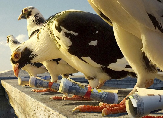 домашний голубь Источник фото: gigglepedia.com