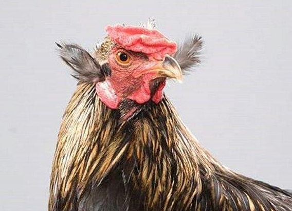 Домашняя птица - курица