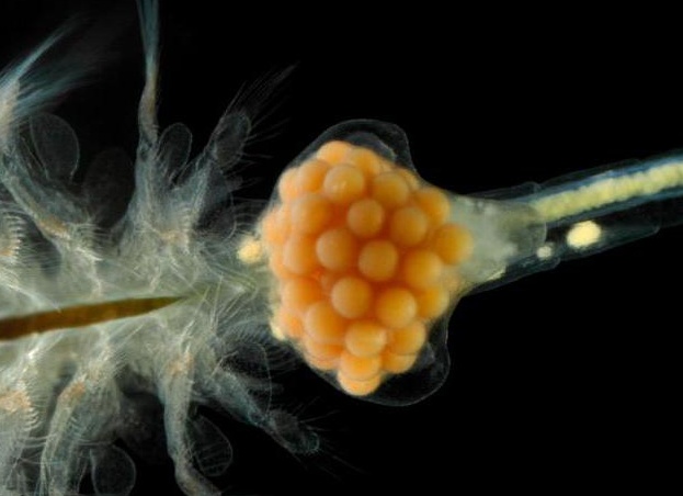 артемия сухая корм для рыб