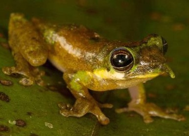 Топ-20 самых необычных животных, найденных за последние 20 лет