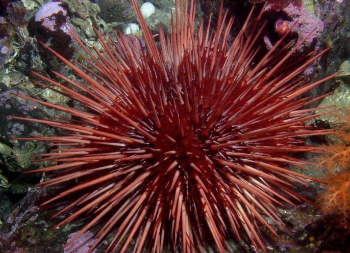 моÑÑкое иглокожее