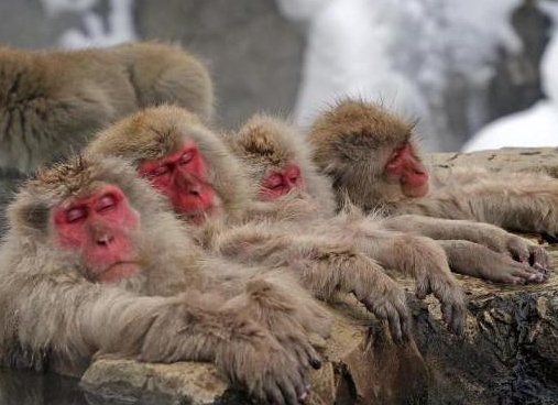 ÑпонÑÐºÐ°Ñ Ð¼Ð°ÐºÐ°ÐºÐ° ÑоÑо