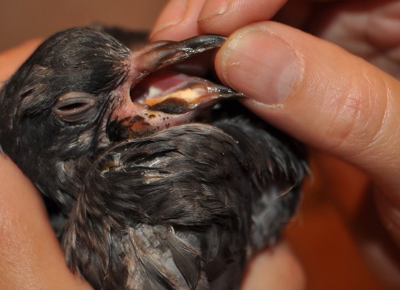 Голубей, больных туберкулезом, обычно умерщвляют