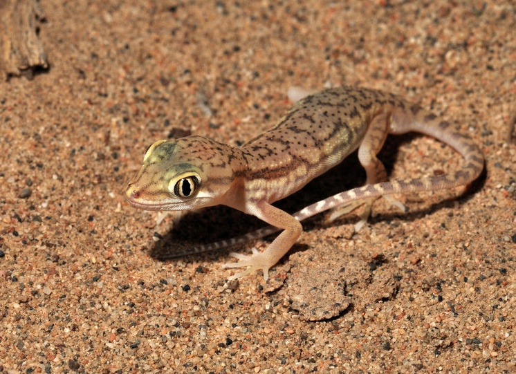 сцинковый гекон