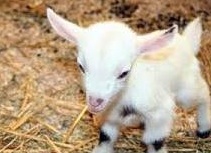 ÑÑ
ема коÑÐ¼Ð»ÐµÐ½Ð¸Ñ Ð¸ ÑÑ
ода за козлÑÑами в пеÑвÑе меÑÑÑÑ Ð¶Ð¸Ð·Ð½Ð¸