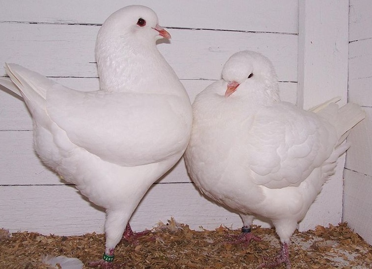 домашний голубь Автор фото: Graham Manning