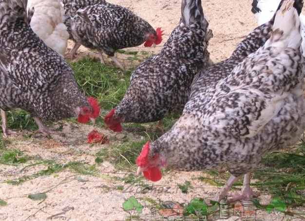 Пушкинские птицы на выгуле фото Пушкинские птицы на выгуле фото