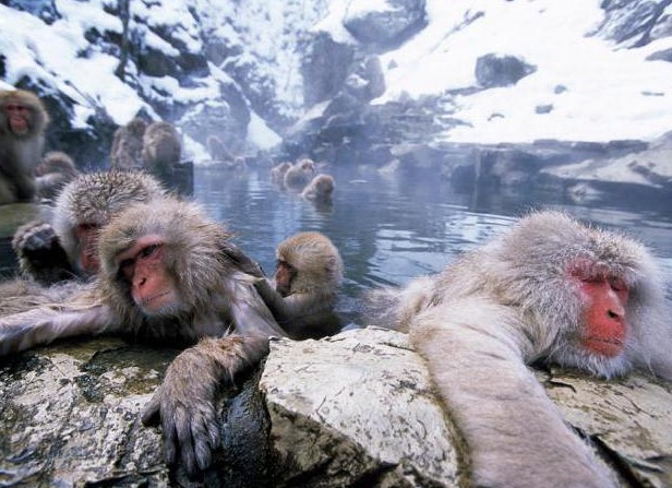 ÑпонÑкие макаки в гоÑÑÑиÑ
иÑÑоÑникаÑ