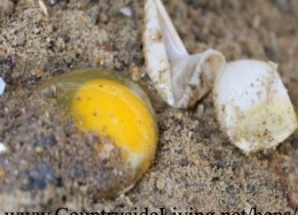 Яйца без скорлупы. Яйца с мягкой скорлупой (в мембране)